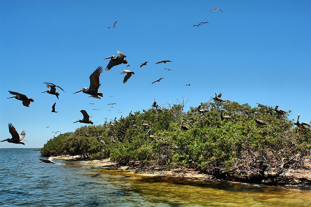 isla de lo pájaros San Lorenzo